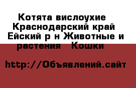 Котята вислоухие - Краснодарский край, Ейский р-н Животные и растения » Кошки   